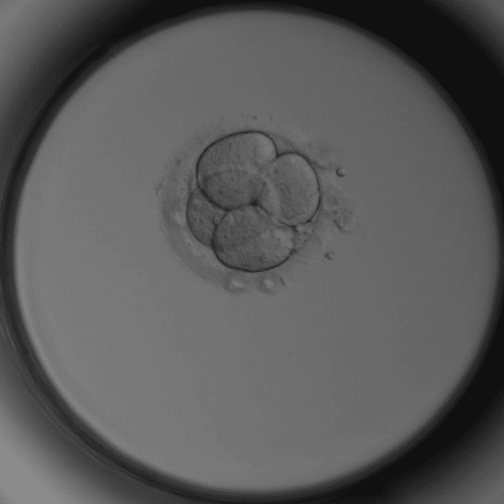 4-Zell-Stadium Tag 2: Embryo mit vier gleichmäßigen Zellen – Kinderwunschklinik Dr. Pavlik