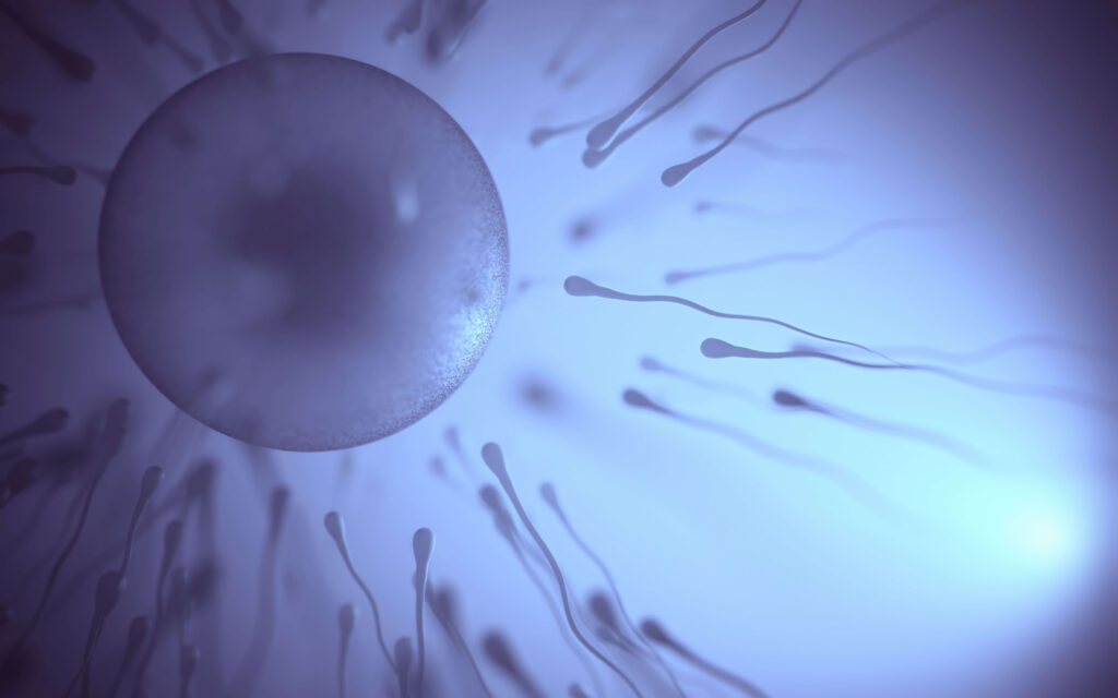 Eizelle und Spermien bei der Befruchtung – Darstellung des Unterschieds zwischen IVF und ICSI