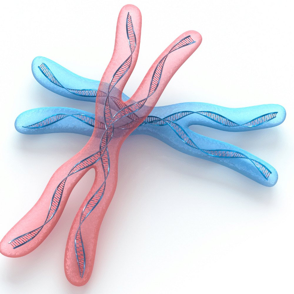 Raeumliche Darstellung zweier Chromosomen