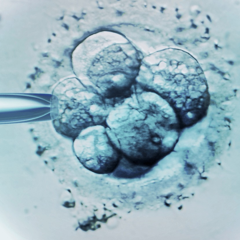 Embryo im Achtzellstadium, an der Haltepipette im Labor