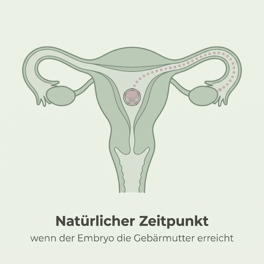 Weg des Embryos durch den Eileiter bis in die Gebärmutterhöhle