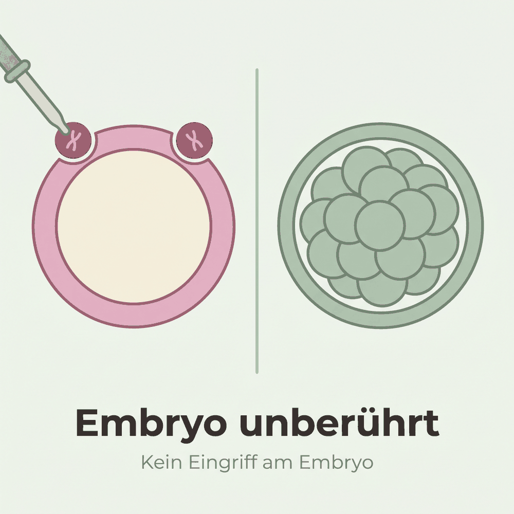 Links wird eines der beiden Polkörperchen außen von der Eizelle abgehoben, rechts der Embryo ohne Instrument