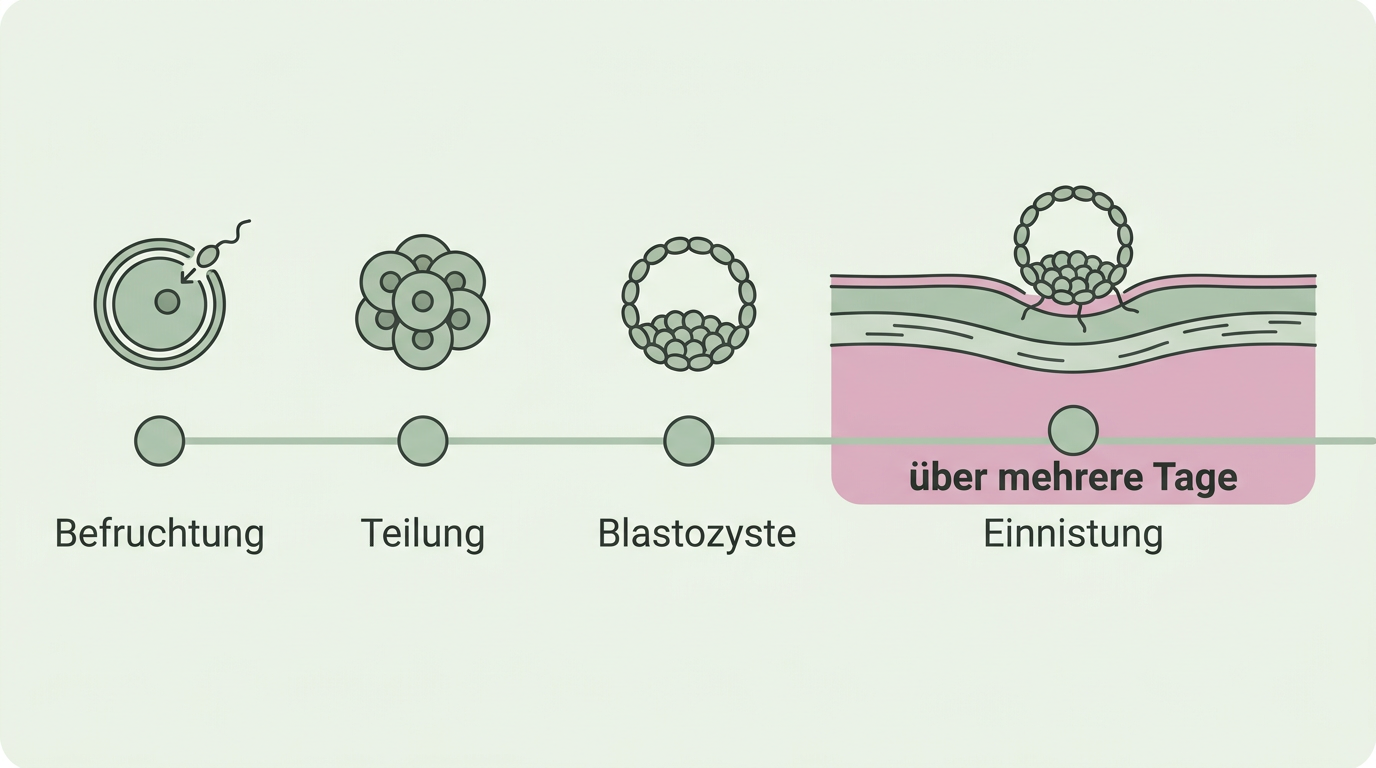 Zeitachse von der Befruchtung über Teilung und Blastozyste bis zur Einnistung in der Gebärmutterschleimhaut, der letzte Schritt über mehrere Tage markiert