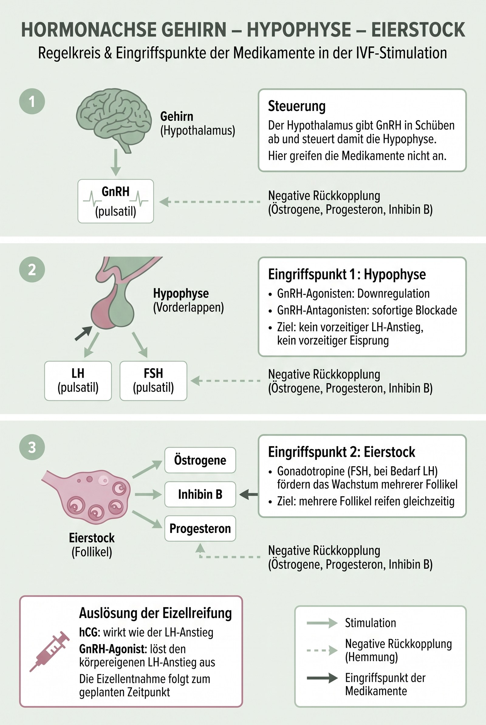 Schaubild der Hormonachse Gehirn, Hypophyse, Eierstock mit den Eingriffspunkten der Medikamente: GnRH-Agonisten und -Antagonisten an der Hypophyse, Gonadotropine am Eierstock, hCG oder GnRH-Agonist zur Auslösung