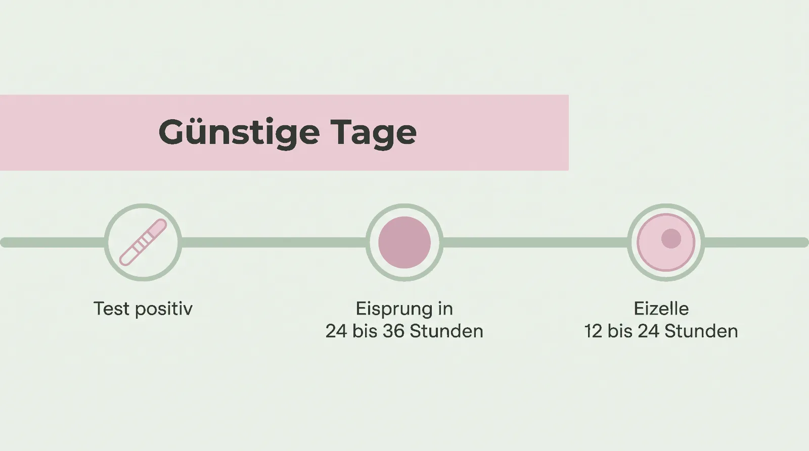 Zeitachse vom positiven Test über den Eisprung 24 bis 36 Stunden später bis zur befruchtungsfähigen Eizelle, darüber die günstigen Tage markiert